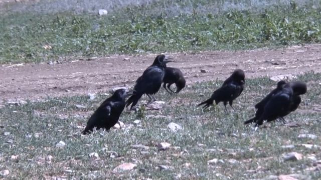 8 - Певчие птицы России * ГРАЧ * смотреть онлайн