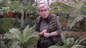 Папоротник блехнум в домашних условиях.