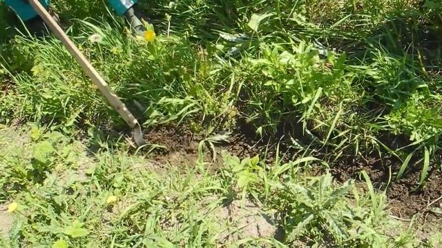 Как вырастить сладкую и крупную кукурузу,затратив минимум труда смотреть онлайн