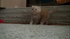 Котенок танцует