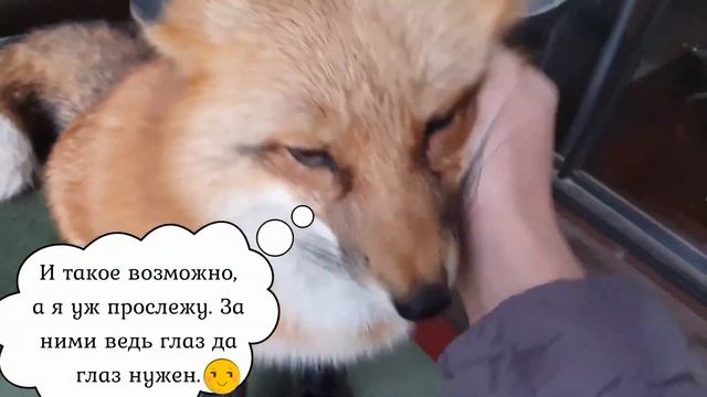 Ли Сяо / Alice the Fox Лиса Алиса (Захват будки!!) смотреть онлайн