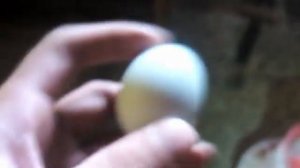 Куры породы АМЕРАУКАНА , снесли первое яйцо/// зелёное яйцо