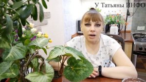 ✔️ ВНЕСИТЕ ПОД ЛЮБОЙ КОМНАТНЫЙ ЦВЕТОК, и он позеленеет и оживет!!!