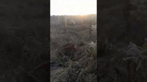 Трассоискатель CAT 3