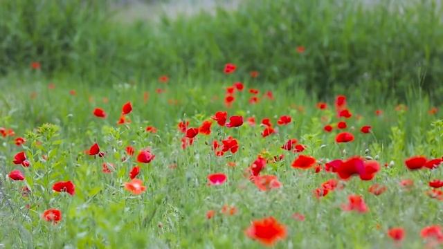 Экхарт Толле - ПРАКТИКА БЫТИЯ Лекции 02 Nikosho