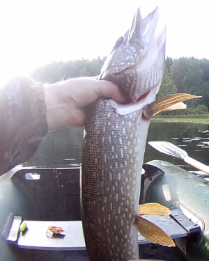 Щука на красивом озере.