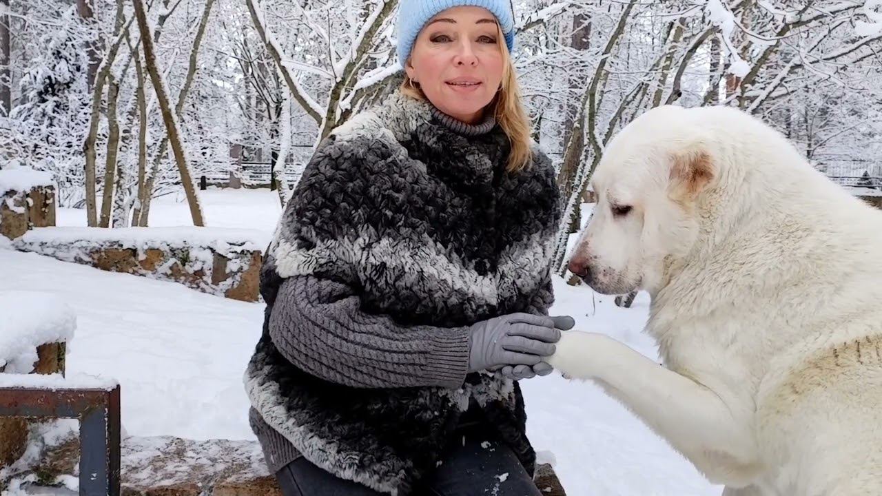 Пожилые собаки. Как продлить активную жизнь нашему другу. смотреть онлайн