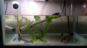 Чёрный барбус. Нерест.