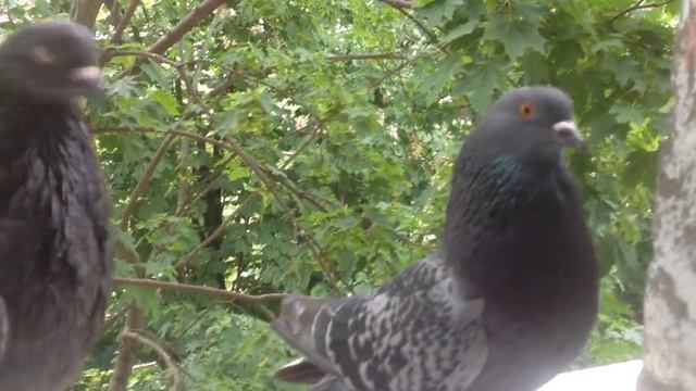 Мои голуби) кормлю каждый день на подоконнике)) смотреть онлайн