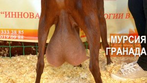 Испанские козы Мурсиано-Гранадина. Выставка АгроФерма-2018