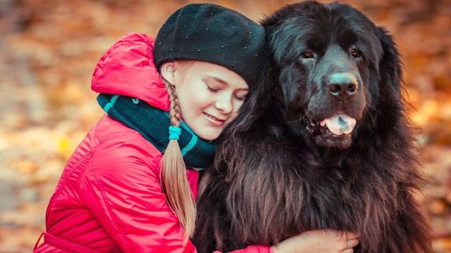 Тибетский Мастиф - О породе - Как выбрать щенка? смотреть онлайн