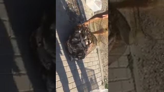 Хороший улов на Дону смотреть онлайн