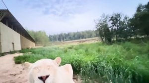 ЛЬВЫ НА ВЕЧЕРНЕЙ ПРОГУЛКЕ! Открытие парка 13-14 августа! ПАРК ЛЬВОВ ЗЕМЛЯ ПРАЙДА МОСКВА