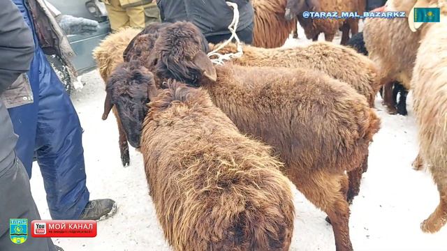 Мал базар / Кой Ешкі бағалары 25.02.2024 / Mal bazar taraz 💯 смотреть онлайн