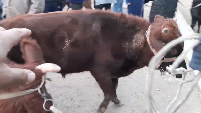 Ona bola sigir va bug‘oz sigir narxlari buxoro mol bozor narxlari yangi narxlari 7 ноября 2021 г.