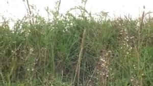 Северный край.mp4.mp4