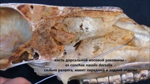 носовые раковины домашних животных