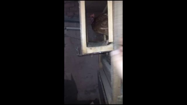 не запатентованный способ повышения яйценоскости