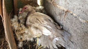 Серо-Жемчужная Индоутка села на яйца / Сколько яиц подкладывать ? Насиживание Мускусных уток