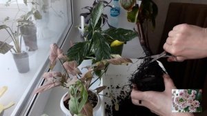 КОМНАТНЫЕ ЦВЕТЫ.