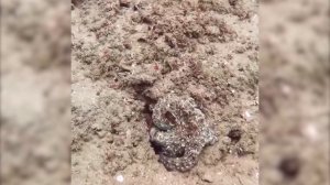 OCTOPUS AND ITS DISGUISE