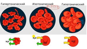 Физиология. Глава 1. Клетка. Урок 10. Осмотическое и онкотическое давление