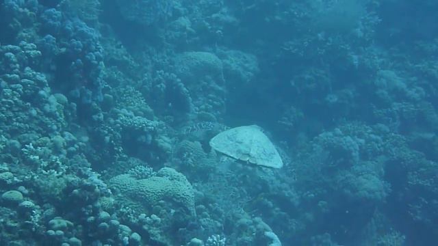 Черепаха, риф смотреть онлайн