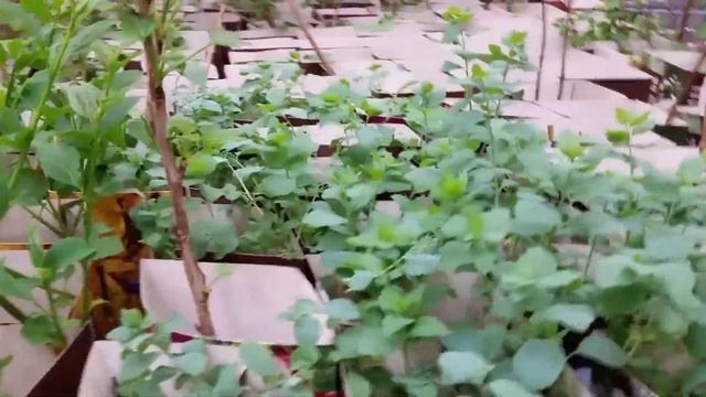 ОБИ МЕГА БЕЛАЯ ДАЧА. Садовый рай. Розы, гортензии, саженцы, хвойные, кустарники. смотреть онлайн