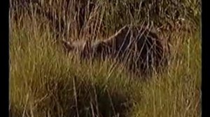 possible tasmanian tiger filmed in Australia