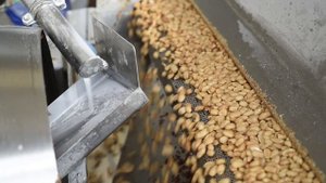 Производство арахисовой пасты