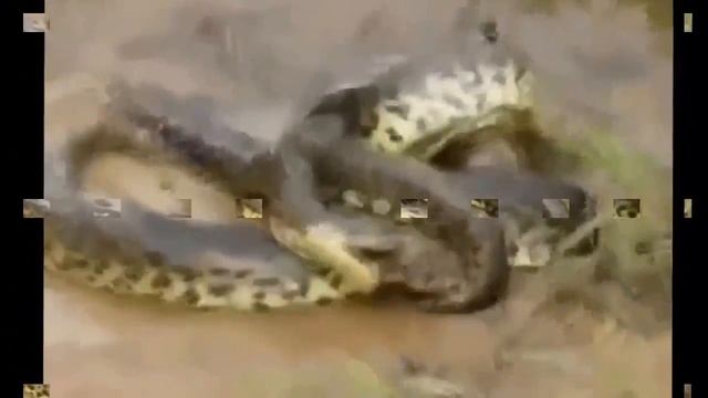 Crocodile Attacks Snake | Python Vs Big Crocodile | Anaconda Vs Crocodile To Death смотреть онлайн