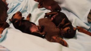 ПРАЖСКИЙ КРЫСАРИК . Pražský Krysařík . Prager Rattler .