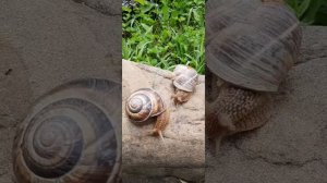 Жизнь улиток .