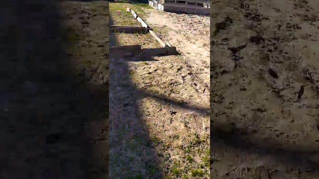 Гуляю с котом на поводке. смотреть онлайн