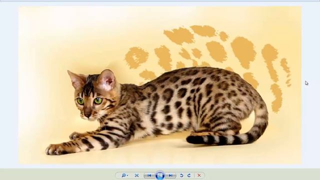 Бегальский кот,нажми узнаешь!!! смотреть онлайн