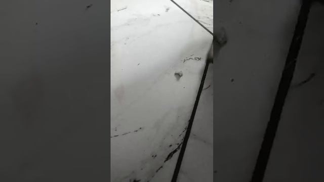 Детектив мопски. Дело о пропавшей сосисочке 5 серия