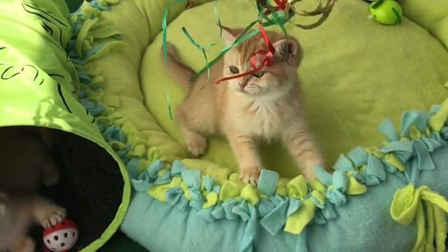 ???КАК УБЕРЕЧЬ КОШЕК ОТ ОПАСНОСТЕЙ???ВАЖНО!!!❤️ЗОЛОТАЯ ШИНШИЛЛА.