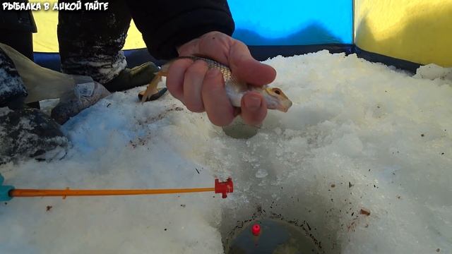 Это таёжное озеро раздавало язей один за одним и плотву