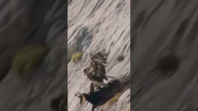 Орел пикирует на горного козла. смотреть онлайн