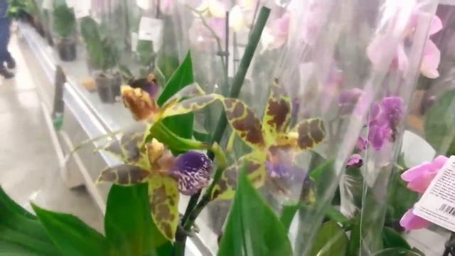 ЛЕРУА:завоз красивейших ОРХИДЕЙ,01.11.19,Самара,ТЦ"Космопорт". смотреть онлайн