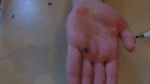 В погоне за хариусом.Телецкое озеро, река Бия и ее притоки.