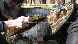 первая ревизия пчёл весной в лежаках,сжимаем гнёзда проверяем засев