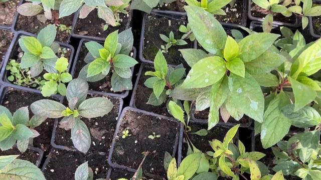 Обзор метельчатых, планировка участка. На отправку готовы. 12.09 смотреть онлайн