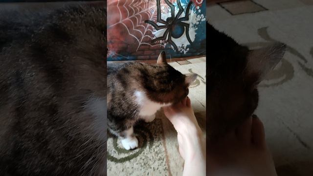 ❤️ Прикольные кошки. Шортс
