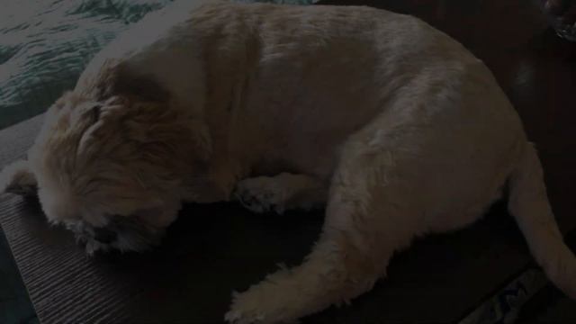 Ши Тцу - лучшая порода в мире смотреть онлайн