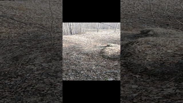 Нашли в лесу непонятные ямы