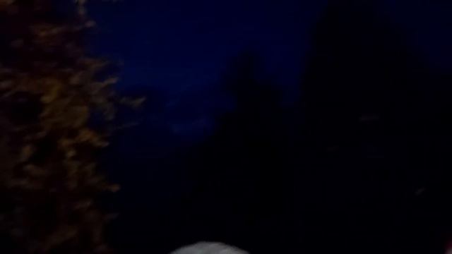 10 сентября 2021г. Надым, лес. смотреть онлайн