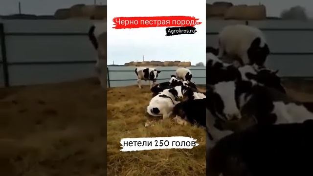 250 голов Нетели Черно Пестрой породы в продаже #крс