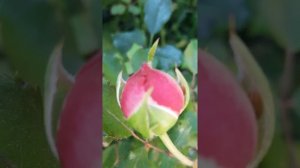 Роза Джубили Селебрейшн ❤ Супер Роза ❣