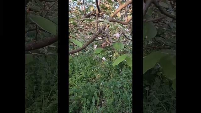 Цветущая айва взмахнула лепестками. Картины художника Наталии Ныш. смотреть онлайн